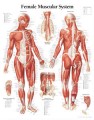 Female Musculature Chart