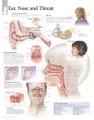 Ear Nose and Throat Poster ENT