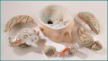 Brain Anatomical Model Base of Head with 7-Part