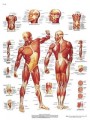 La Musculatura humana Chart ( in Spanish )