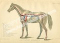 Arteries of  a  horse