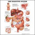 Digestive System Anatomical Chart