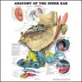 Anatomy of the Inner Ear Chart