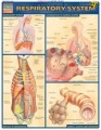 Respiratory System Anatomy Chart