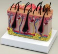 Canine Skin Anatomy Model