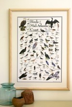 Birds of the Mid-Atlantic Coast Poster