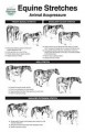 Equine Stretching Poster