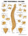 Vertebral Column Poster