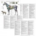 Horse Acupressure & Acupuncture Chart Set