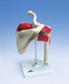 Shoulder Anatomical Model with Rotator cuff