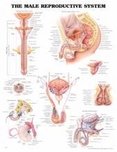 Male Reproductive System Anatomical Chart