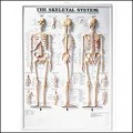 Skeletal System 3D Raised Relief Anatomy Chart