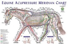 Horse Meridian Chart