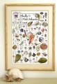 Shells of the Mid-Atlantic Coast Poster
