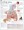 Asthma / COPD Anatomical Chart
