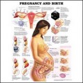 Pregnancy and Birth Anatomy Chart