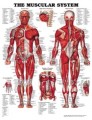 Muscular System Poster