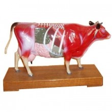 Cow Acupuncture Model