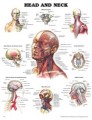 Head and Neck Anatomy Poster