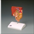 Gallbladder Gallstone Anatomical Model