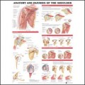 Anatomy and Injuries of the Shoulder Anatomical Chart