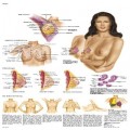 La mama - Anatomía, patología y autoexploración