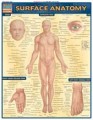 Surface Anatomy Exterior View Chart
