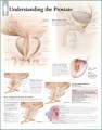 Understanding the Prostate Anatomical Poster