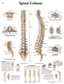 Spinal Column - Anatomy and Pathology Chart
