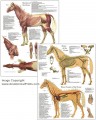 Equine Anatomy Charts