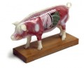 Pig Acupuncture Model