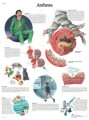 Asthma Anatomical Poster