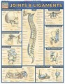 Joints & Ligaments Anatomy Chart