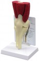 Knee Anatomical Model Muscled-2