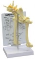 Canine Pelvis and Hip Model