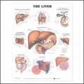 Liver Anatomy Poster