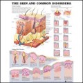 Common Disorders and Skin Anatomy Chart