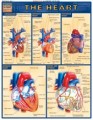 Heart Anatomy Chart