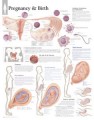 Pregnancy and Birth Poster