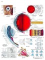 El ojo humano Chart ( in Spanish )