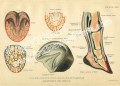 Equine Foot Anatomy chart