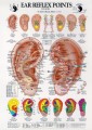 Ear Reflex Points Chart