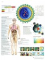 SIDA Chart ( in Spanish )