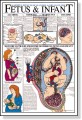 Fetus & Infant Poster