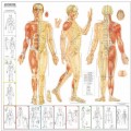 Acupuncture Chart