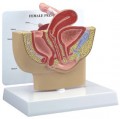 Female Pelvis Anatomical Model-1