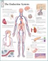 Endocrine System Poster