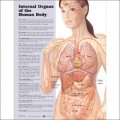 Internal Organs of the Human Body Anatomy Poster
