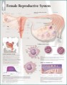 Female Reproductive System Anatomical Poster