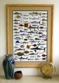 Fishes of the New England Coast Poster
